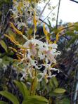 jardin d'orchidees 08.jpg